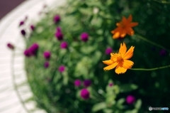 晩夏の花壇