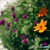 晩夏の花壇