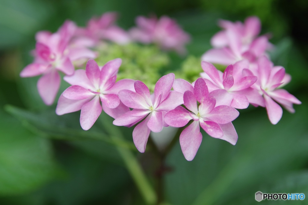 紫陽花花冠