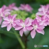 紫陽花花冠