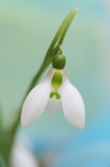 君に捧ぐ花***