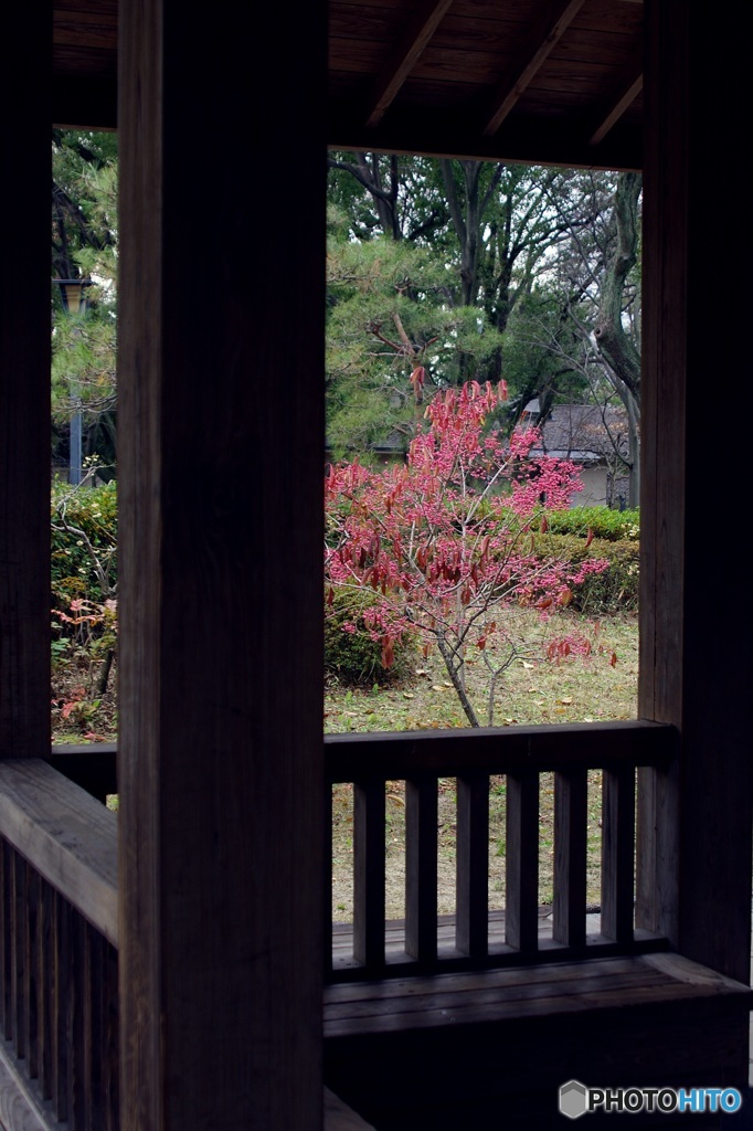 冬枯れた庭園の 『紅』