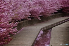 淀水路の河津桜