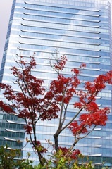 都会のもみじ