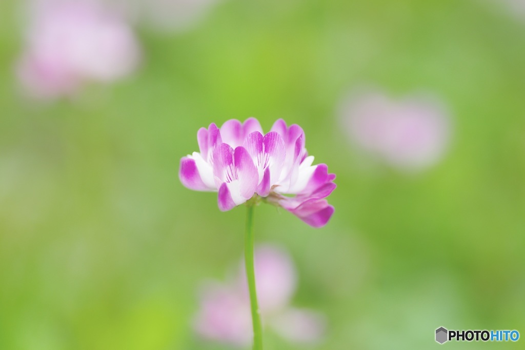 蓮華草①