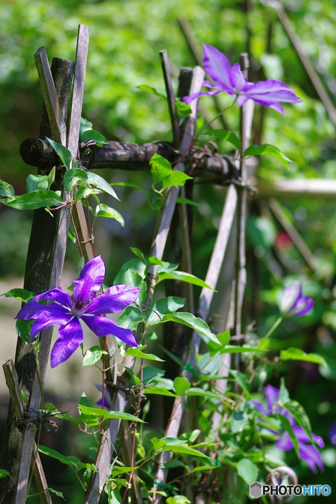 花しょうぶ園のクレマチス