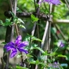 花しょうぶ園のクレマチス