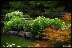 両足院 半夏生の庭園②