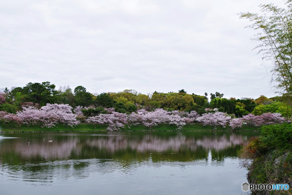 ほっとする桜風景