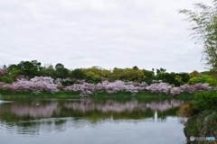 ほっとする桜風景