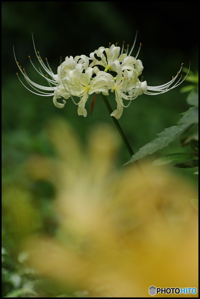 白花曼珠沙華 凛と咲く