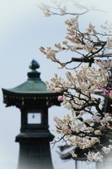 中山観音寺の梅②