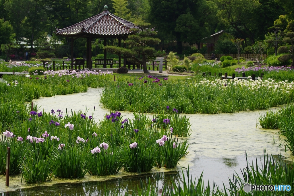 城北菖蒲園開園してます☆