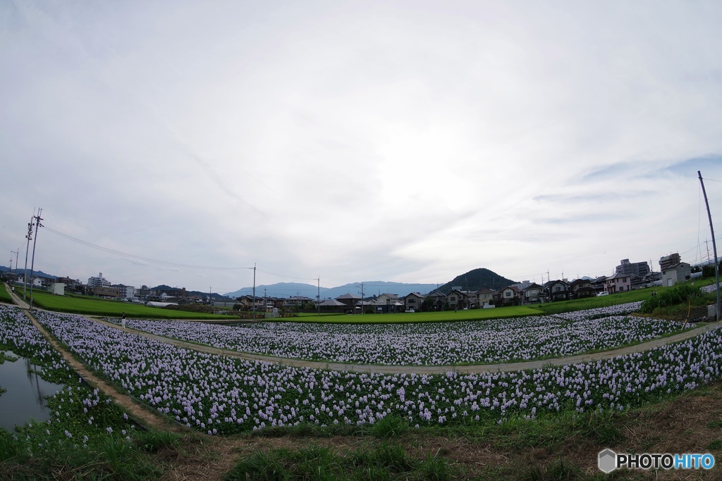 本薬師寺跡ホテイアオイの咲く風景〈西〉