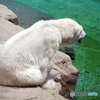 ホッキョクグマの憂い