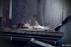親子ですやすやzzz