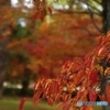 桜紅葉