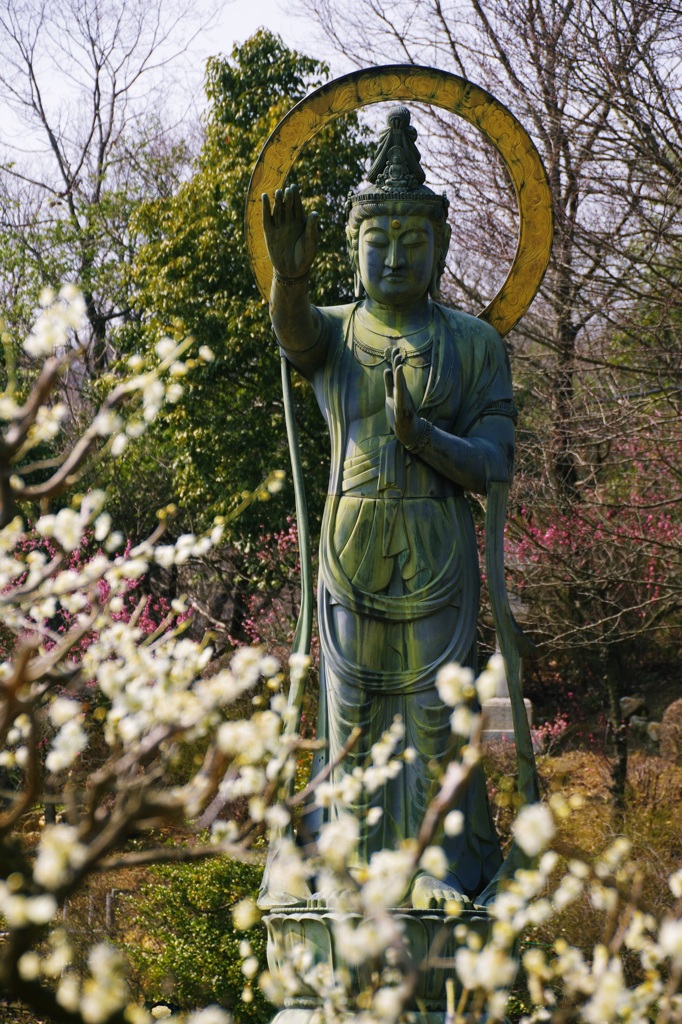 中山観音寺の梅③