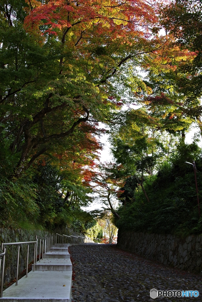 振り返る坂道