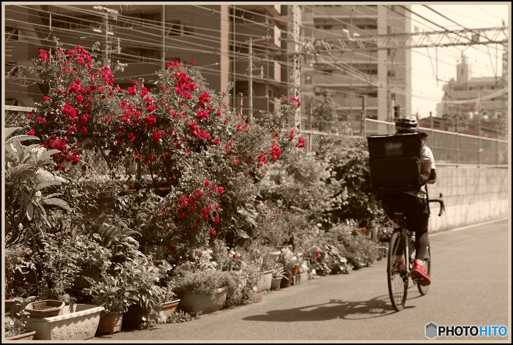 元気な赤 お仕事お疲れさまです！