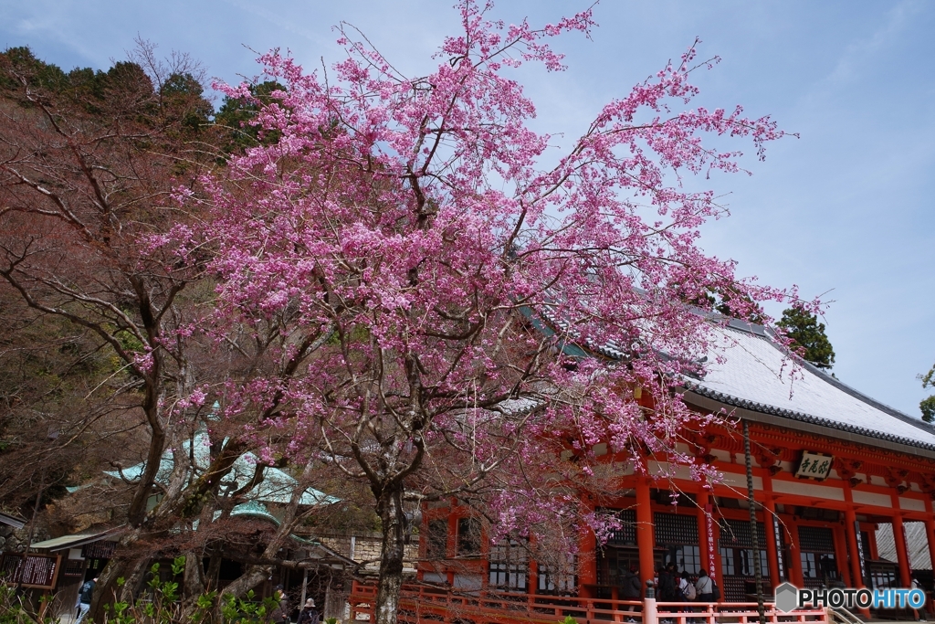 春爛漫・勝尾寺