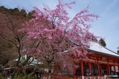 春爛漫・勝尾寺