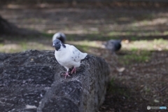 今日の野鳥 しろたん