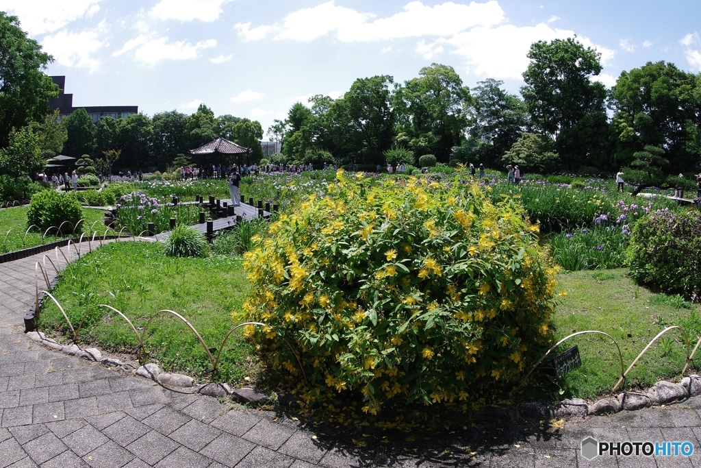 ビョウヤナギ越しの菖蒲園