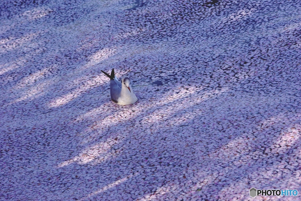 きらめくはなびらの中で