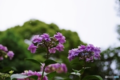 小雨降る公園で