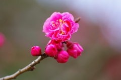 摩耶紅②