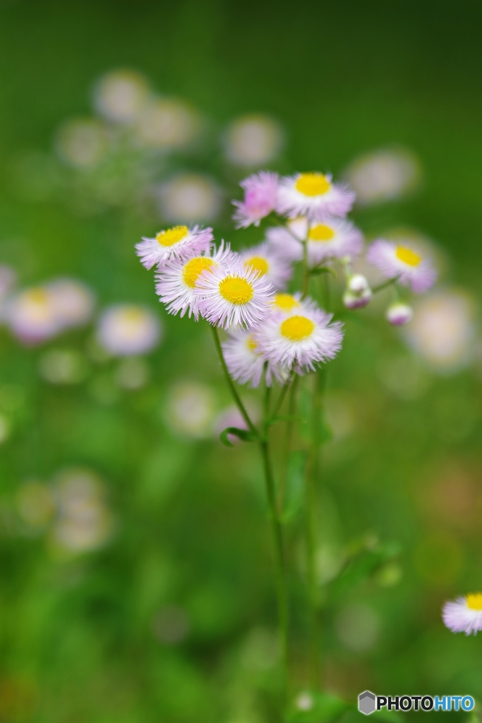 野の花ハルジオン