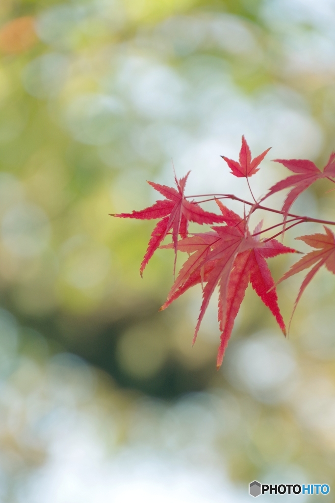 いつかいっしょに眺めよう