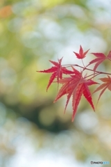 いつかいっしょに眺めよう