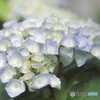 咲き始めた季節花