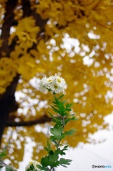 師走の公園①