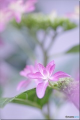 雨上がりの朝に生まれたキミ♡