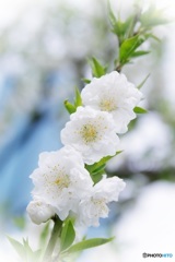 真白き花桃