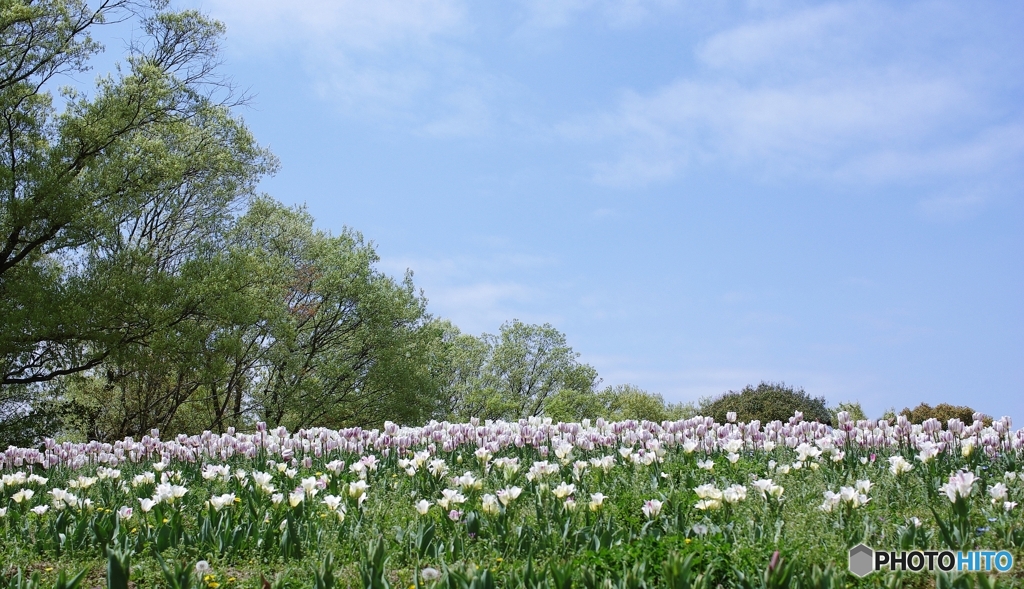公園館エリア お花も人も深呼吸