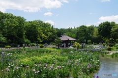 城北菖蒲園