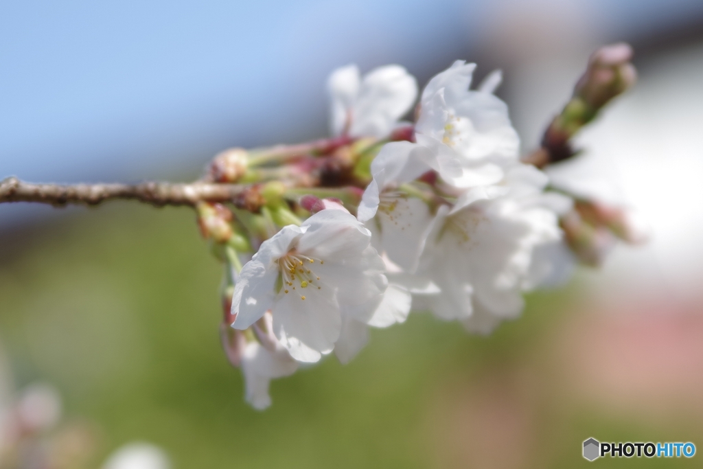 わたしの開花宣言2021春