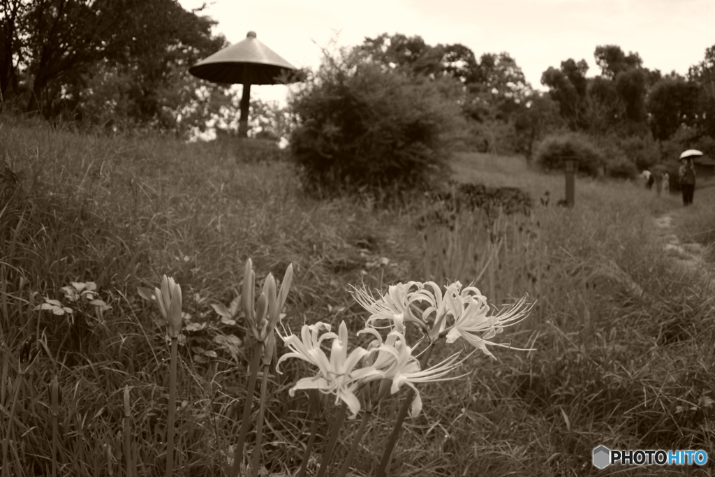 此処だけの白花
