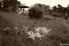 此処だけの白花