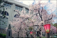 造幣局の枝垂れ桜