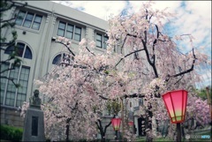 造幣局の枝垂れ桜