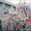 造幣局の枝垂れ桜