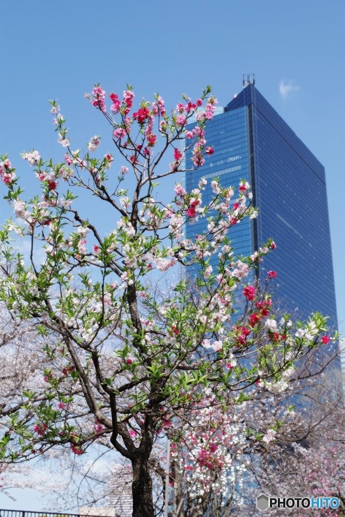 大きなクリスタルタワーと花桃