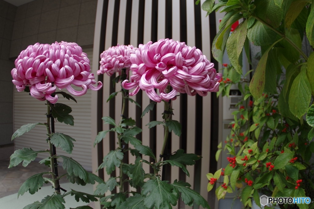 菊と万両