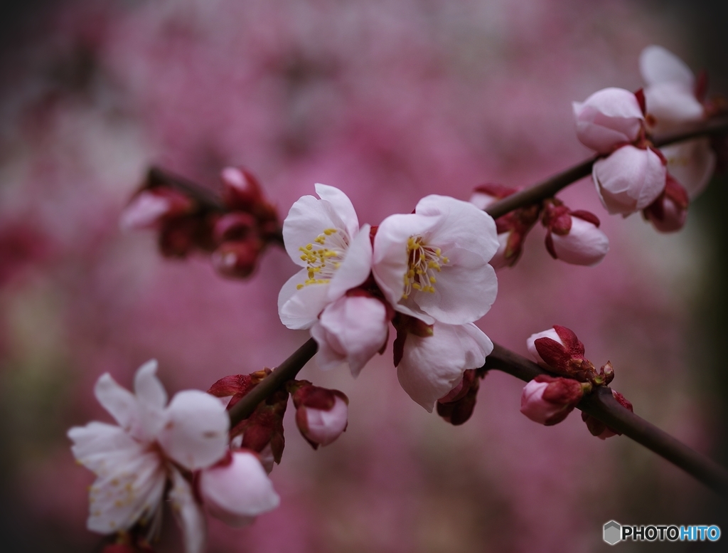 華やぐえっくす