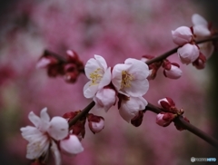華やぐえっくす